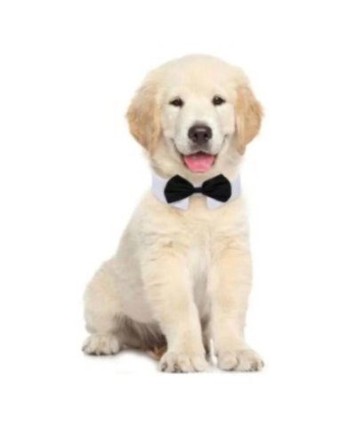 Noeud papillon avec col - rouge