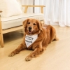 Hunde-Bandana 'My humans are getting married' - weiss