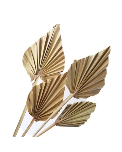 Feuilles de palmier (20 pièces)