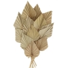 Palmblätter (20 Stück)