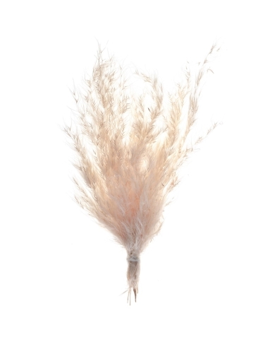 Mini Pampasgras Nature